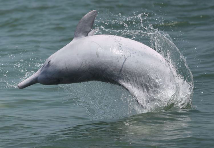 Acoustical Consulting Experts, monitoring for Chinese white dolphins, Indo-Pacific finless porpoises